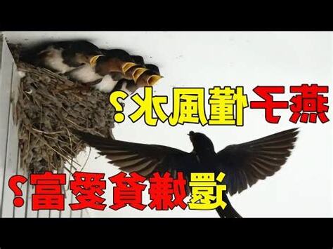 自來雀 風水